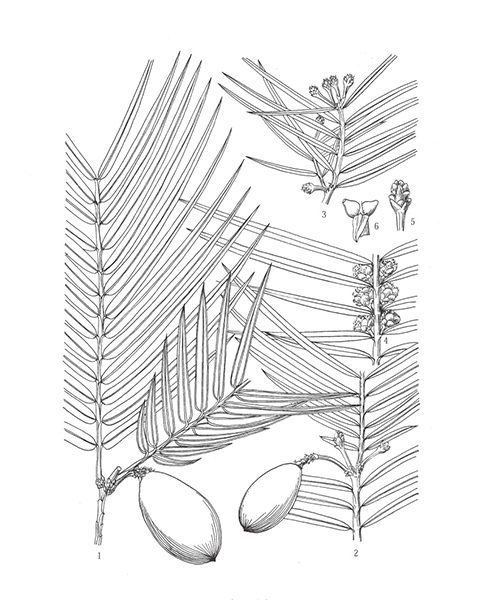 Natural compounds from  Cephalotaxus fortunei